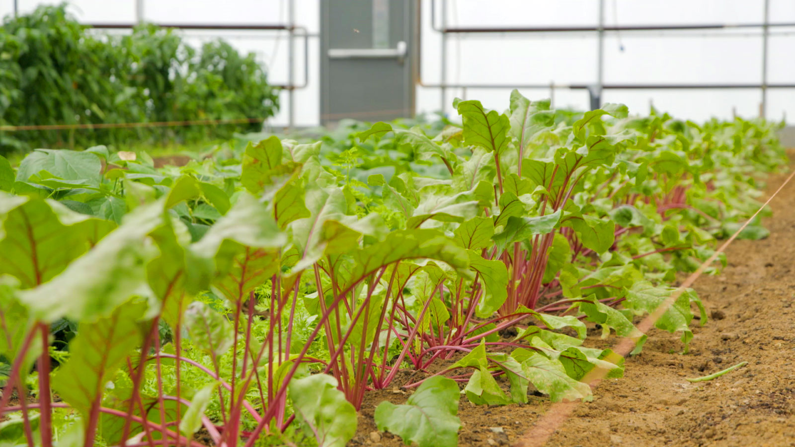 Pocono Organics Image