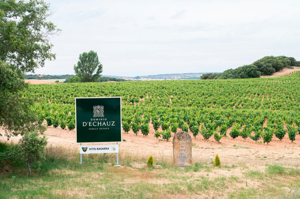 Noah’s Ark of the Spanish vineyard: Dominio D’Echauz preserves in the Ribera of Soria a plant heritage essential for the future of wine Noah's Ark of the Spanish vineyard: Dominio D'Echauz preserves in the Ribera of Soria a plant heritage essential for the future of wine