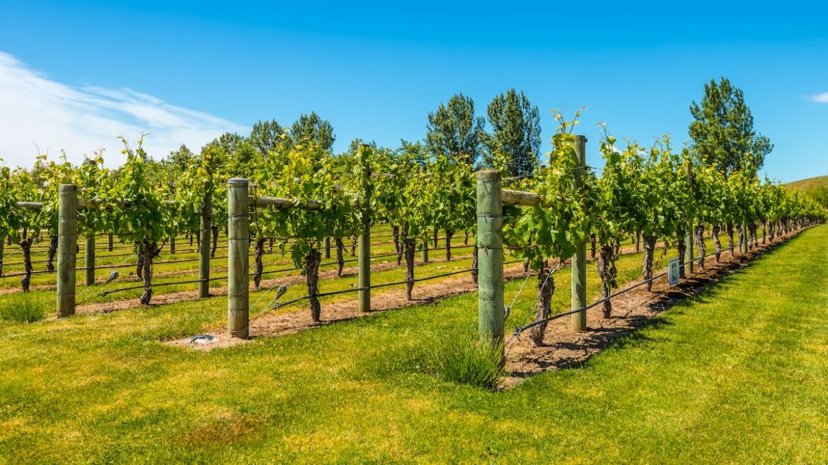 Weekend Wine Guide: Five stars for Church Road