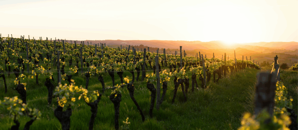 Savour the flavours of French wine for less this September Savour the flavours of French wine for less this September