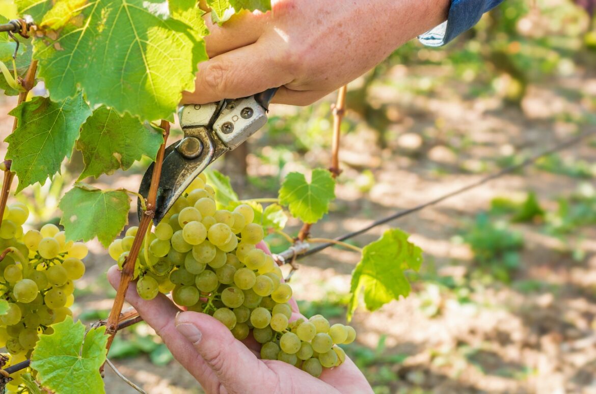 Police investigate grape heist as Riesling and Sauvignon Blanc go missing in Rheinhessen Police investigate grape heist as Riesling and Sauvignon Blanc go missing in Rheinhessen