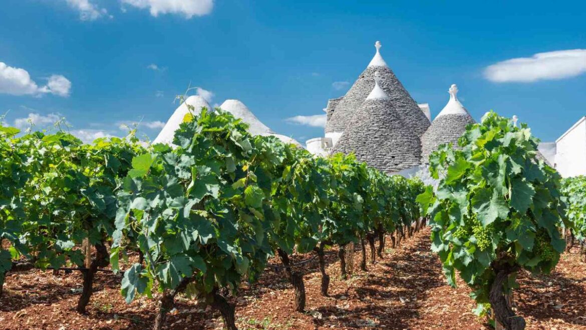 Vineyards in Puglia: region drives the good performance of the Italian harvest in 2025