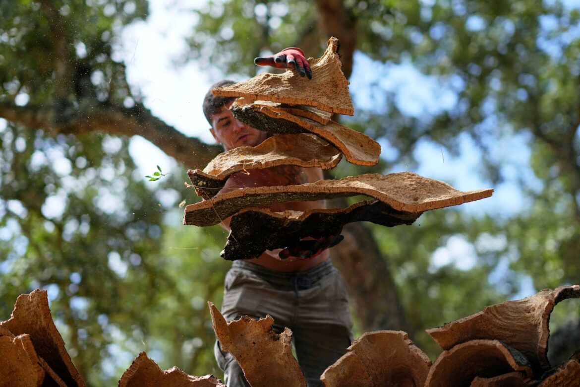 A worker atop a flatbed trailer catches slabs of bark thrown to him and recently peeled off a cork tree, in Rio Frio, Portugal, on Aug. 28.