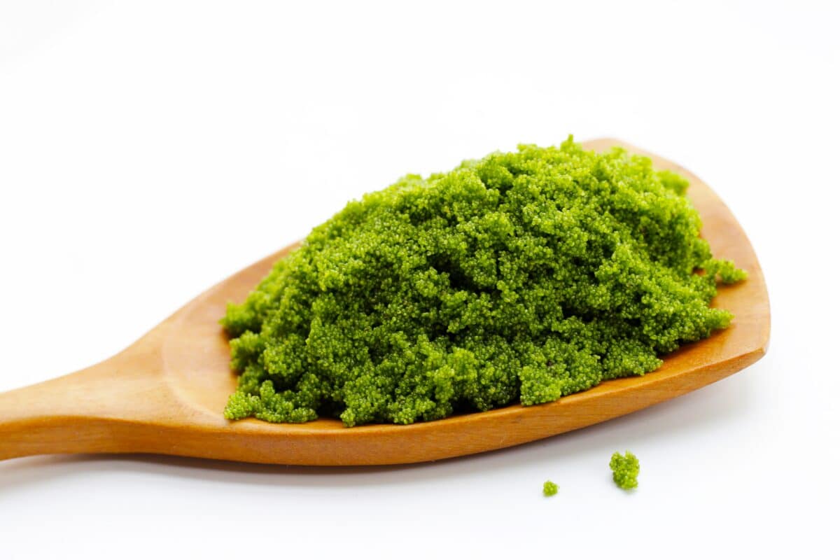 Mankai duckweed (Wolffia Globosa)