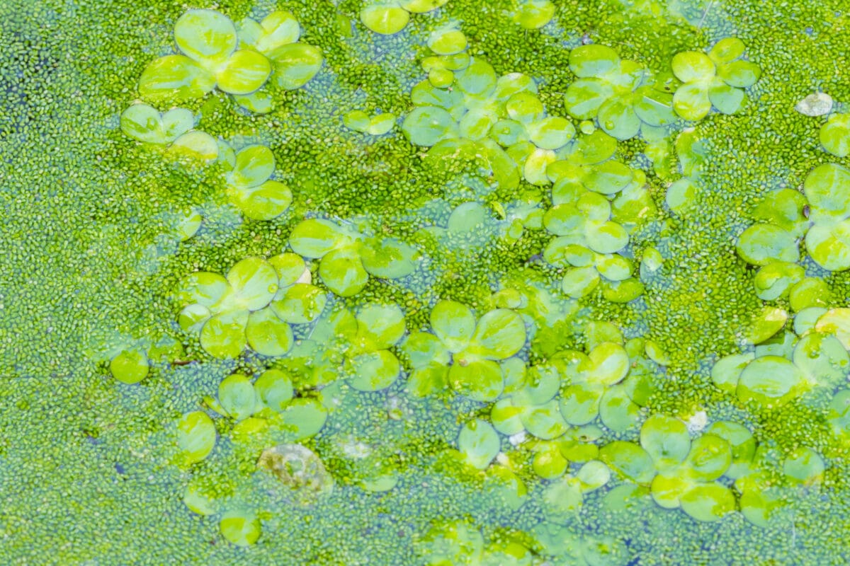 Wolffia globosa, also known as Mankai duckweed, fresh water algae, water meal, and swamp algae.