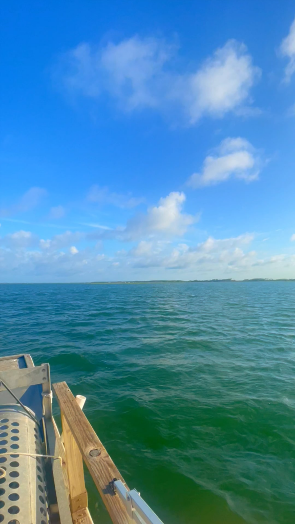 Oyster Odyssey 🦪🌊🦪🚤⚓🏖️Ever wonder how oysters are raised? Oyster Odyssey 🦪🌊🦪🚤⚓🏖️Ever wonder how oysters are raised?