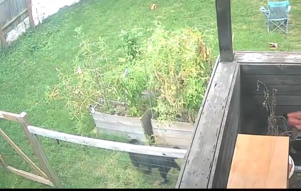 When you give your dog a sungold