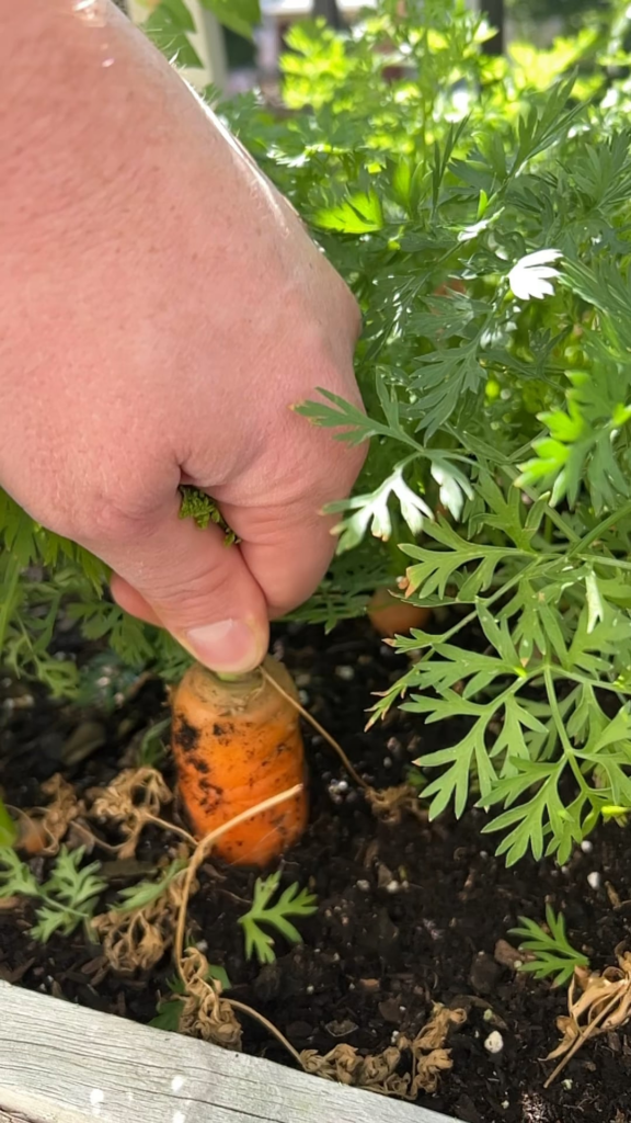 Balcony carrot harvest 🥕🥕