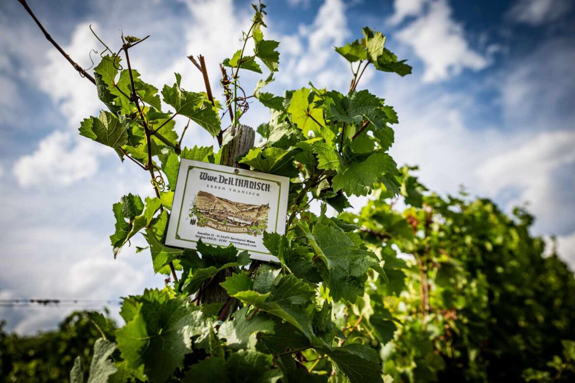 How the Best Doctor Was Found In a Riesling Vineyard How the Best Doctor Was Found In a Riesling Vineyard