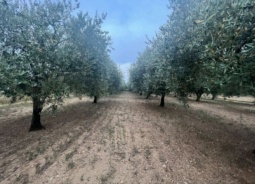 Veselo co-founder on her olive field 