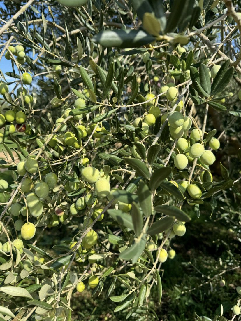 Veselo groves in Kožino 