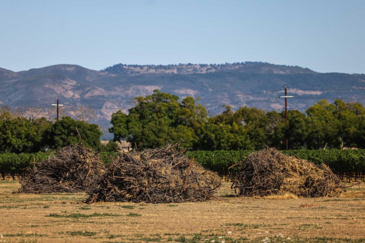 California’s wine harvest is shaping up to be even more brutal than last year California’s wine harvest is shaping up to be even more brutal than last year