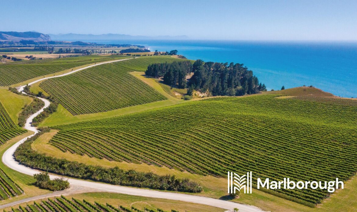 Marlborough NZ wins Sauvignon Blanc New Zealand 2027