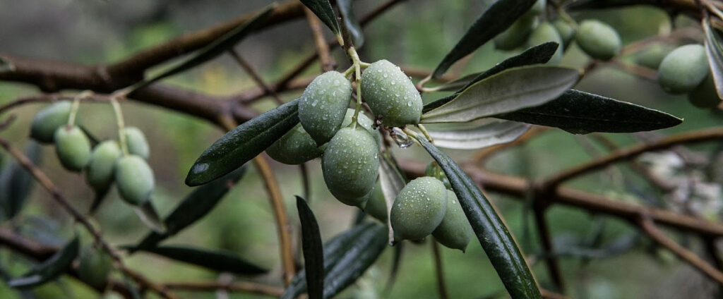 Greek Farmers Discuss Sustainable Olive Oil Production