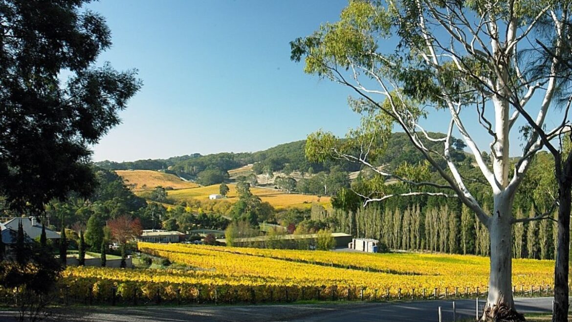 Chardonnay, crêpes & golden vines: the Adelaide Hills picnic you can’t miss this weekend