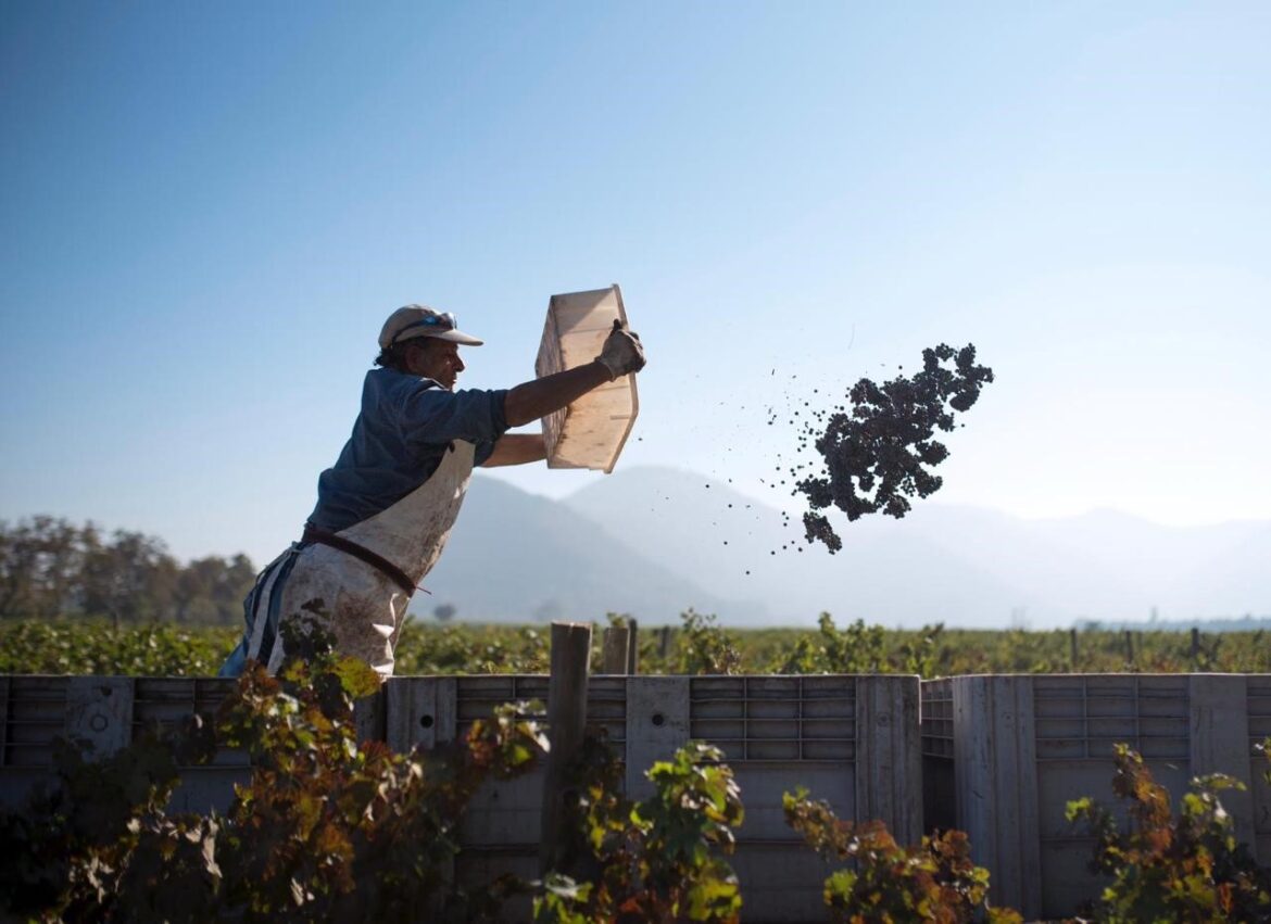lower yields but high hopes VENDIMIA harvest: As Chile’s 2025 harvest draws to a close, winemakers across the country are voicing optimism about the vintage’s promising quality, even as many report notable reductions in yield. Amanda Barnes MW reports.