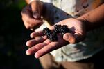 Kamal Sidhu, one of the owners of Sidhu Farm, holds triple crown blackberries on Tuesday, Sept. 2, 2025, at Sidhu Farm in Puyallup, Wash.