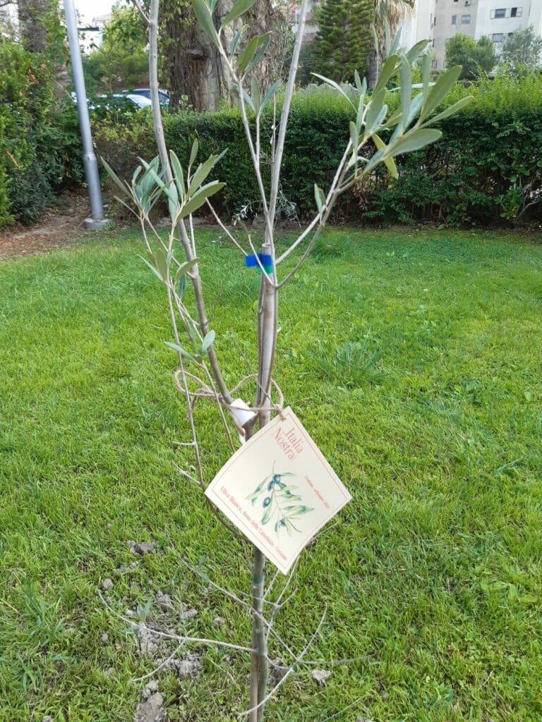 Now available in Calabrian nurseries, the white olive seedling takes a piece of regional history to new homes