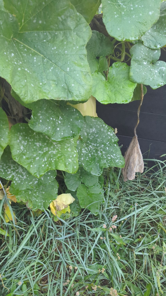 Somber because of mold.