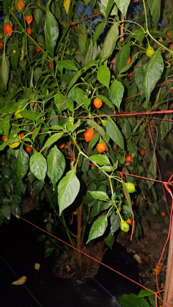 Update on Pepper Patch