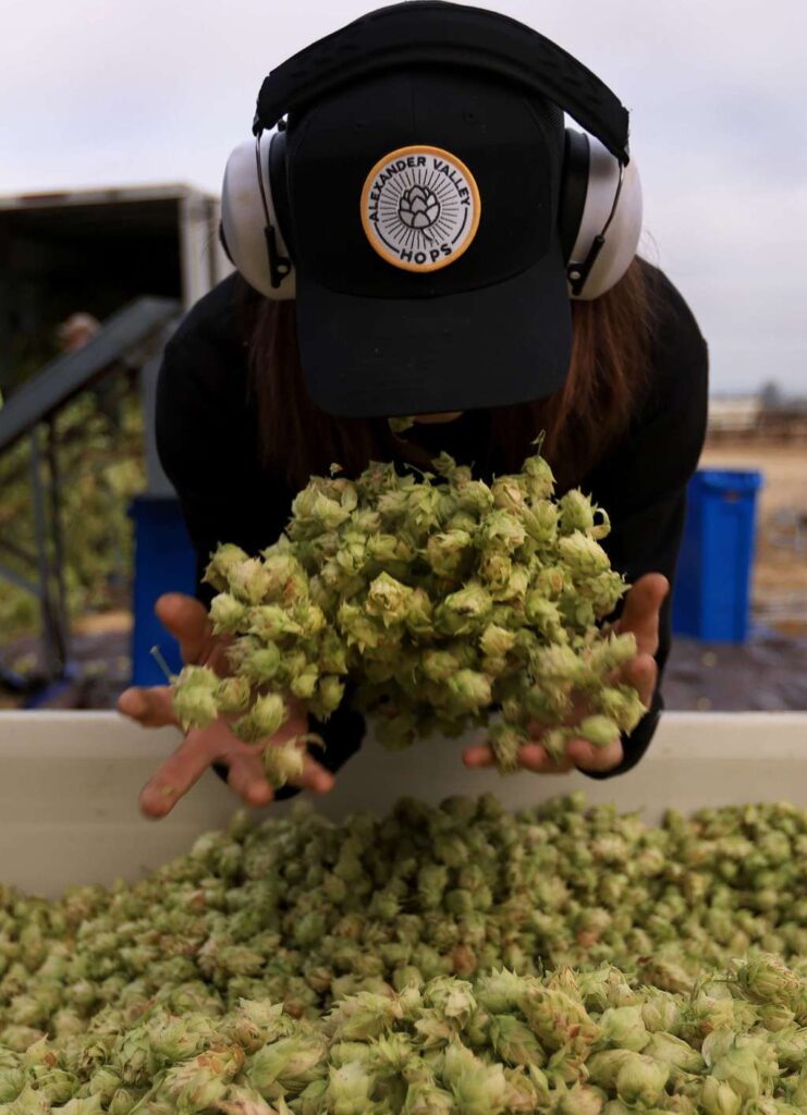 In California Wine Country, hops are having a moment In California Wine Country, hops are having a moment