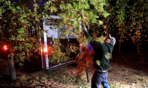Joe Tollini of Alexander Valley Hops, pulls cut hop bines...
