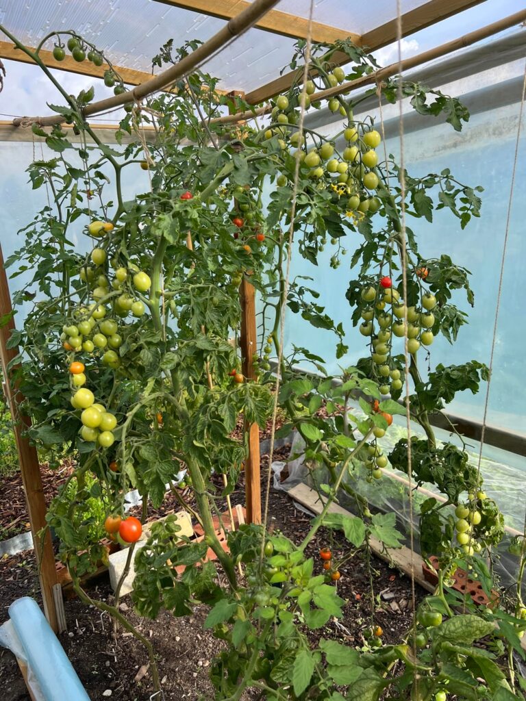 End of seasons harvest strategy? End of seasons harvest strategy?