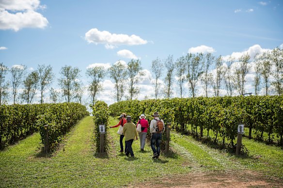 Exploring Balmoral Vineyard during Orange FOOD week.