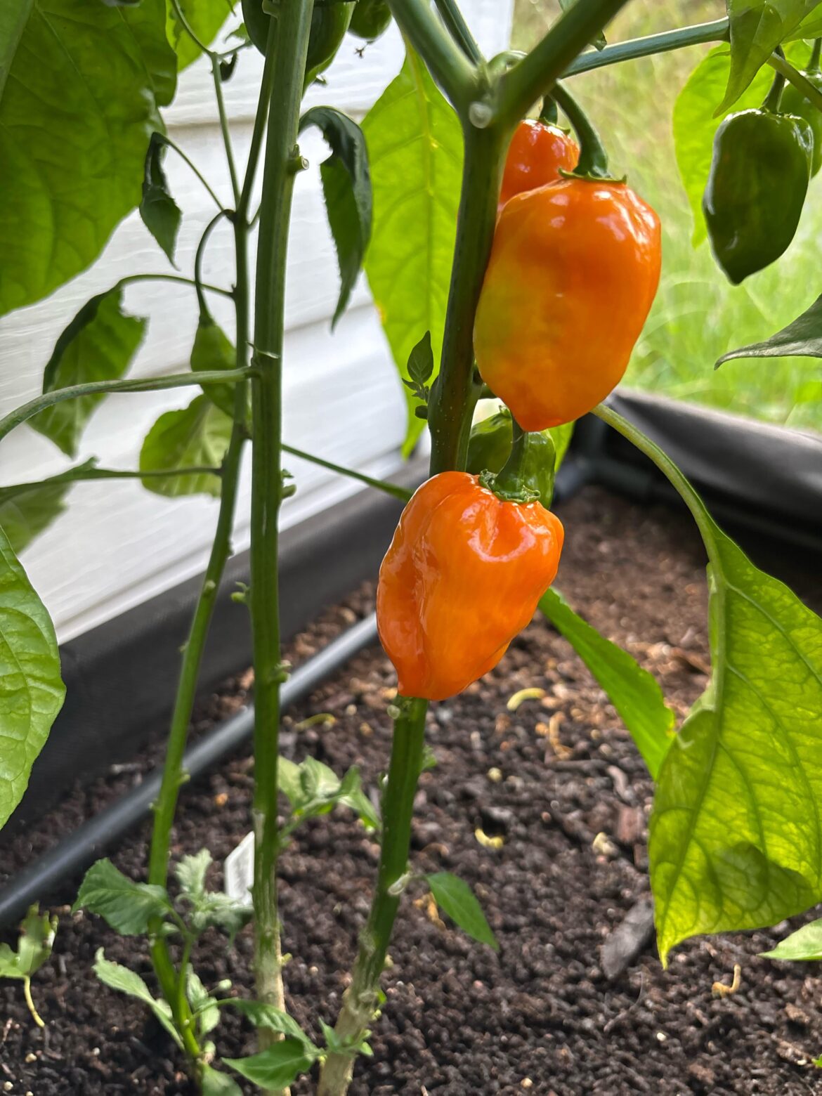 How much longer for these ghosts you think?