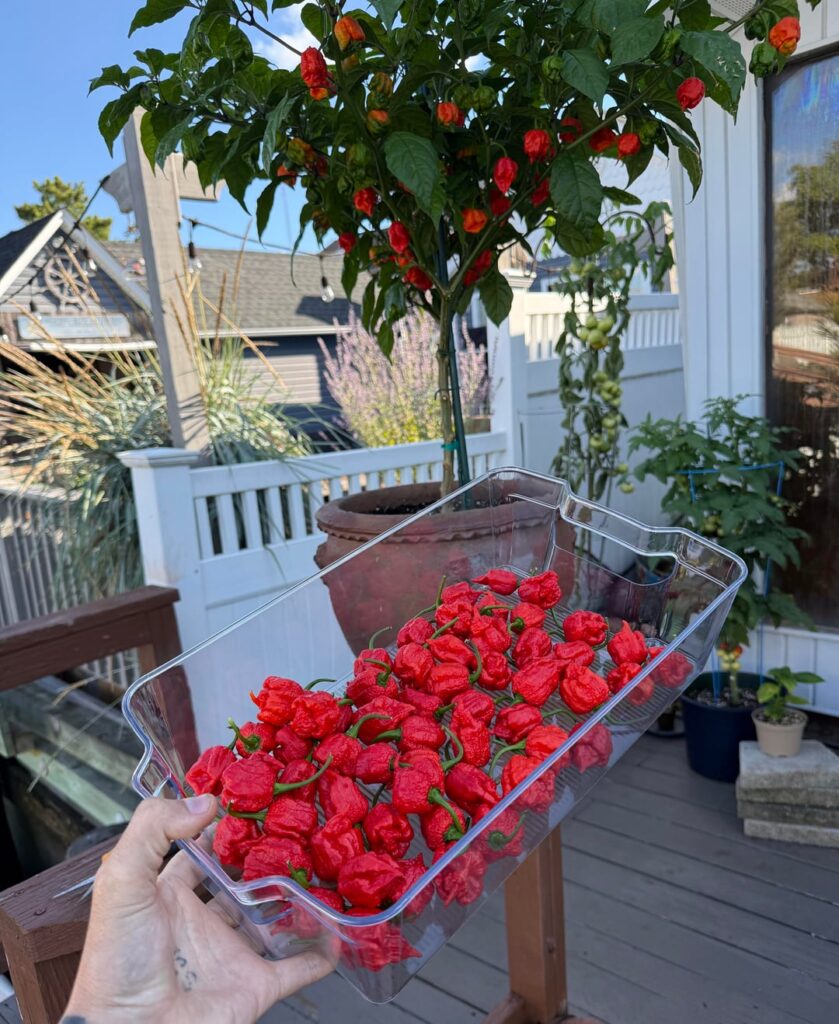 Nice little harvest this morning ❤️