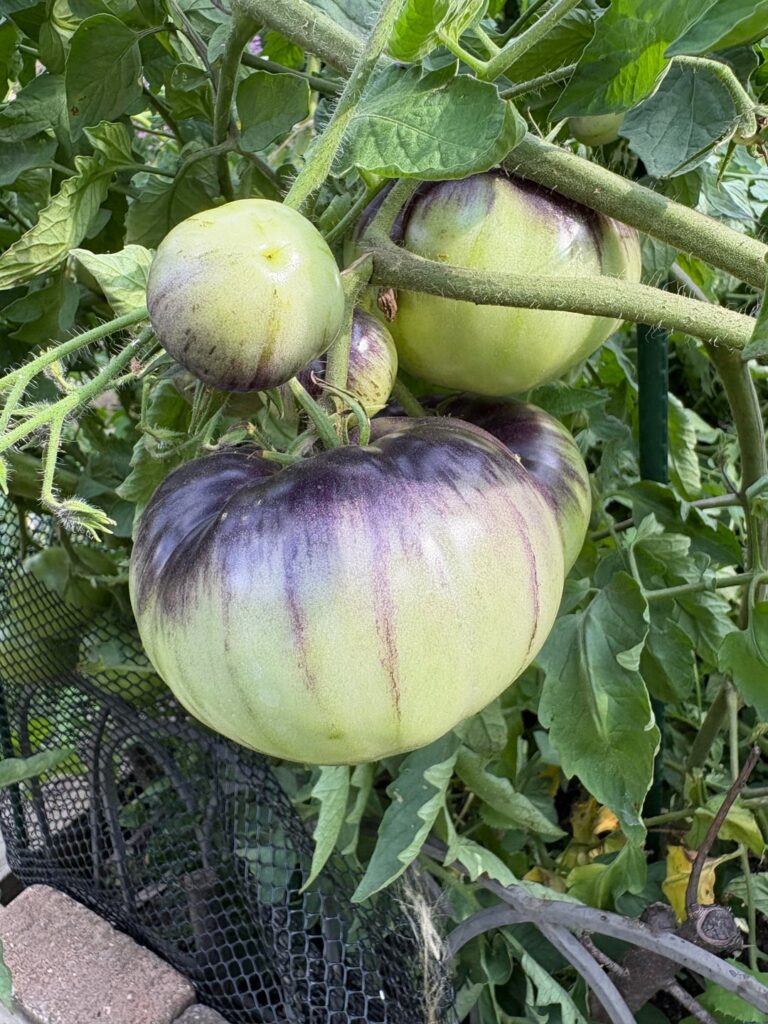 My new favorite tomatoes