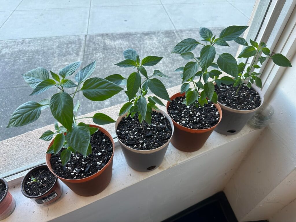 First pepper plant