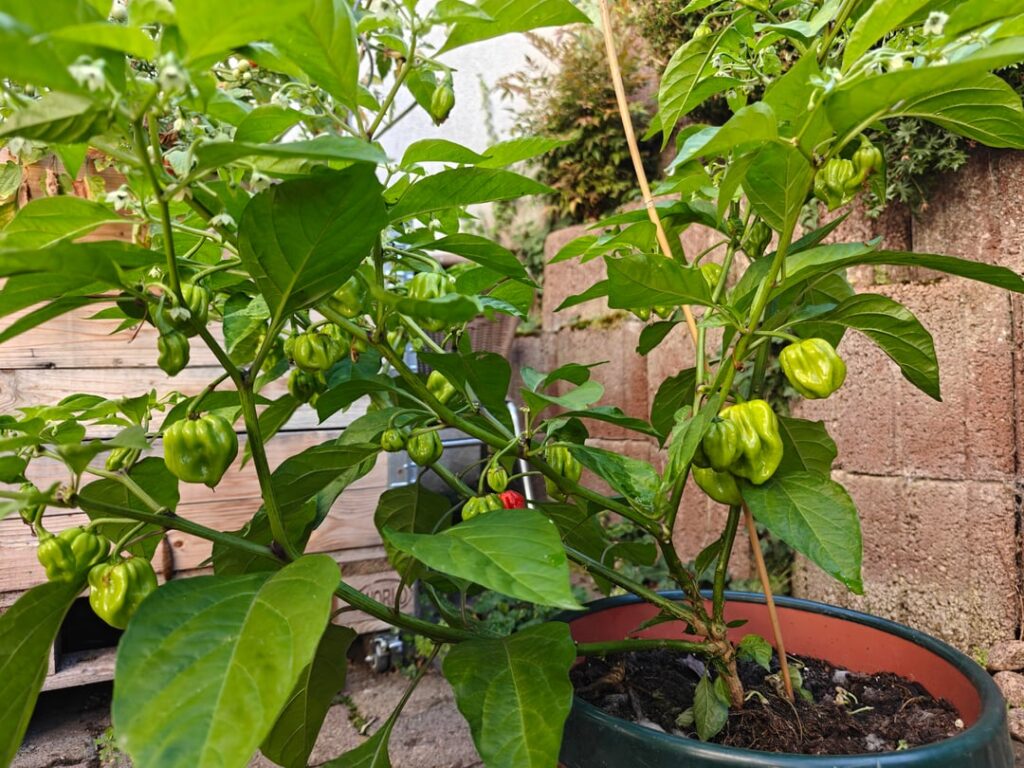 Why is has just one Habanero turned red? Why is has just one Habanero turned red?