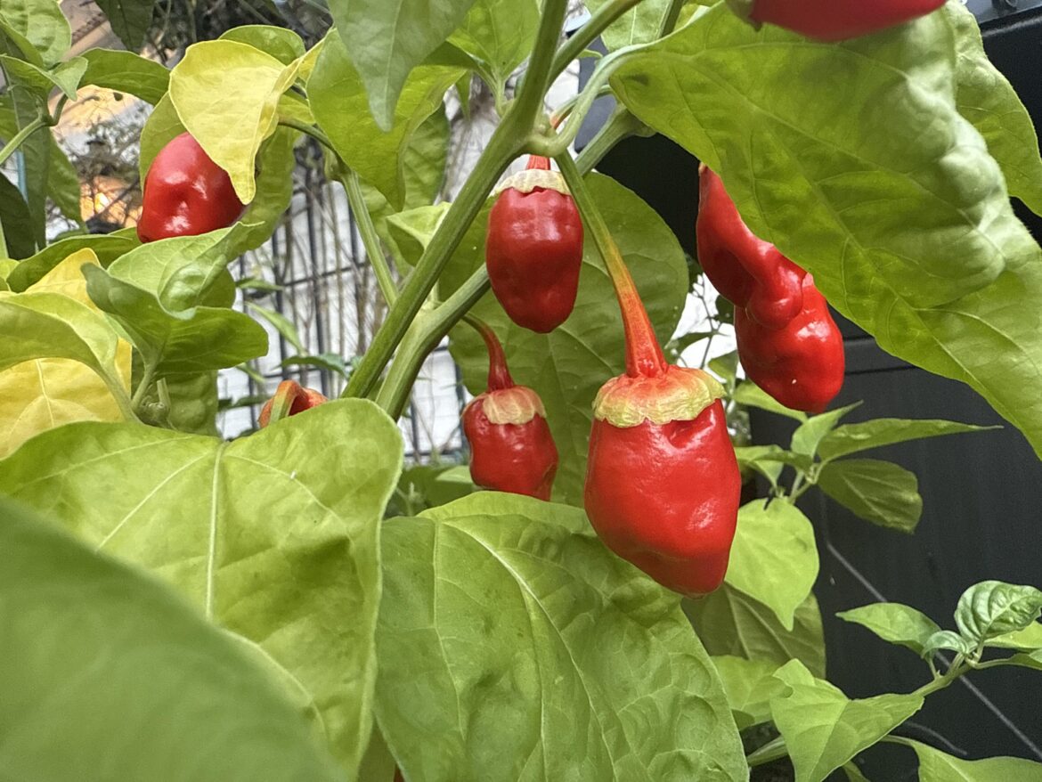 Never seen a pepper with a pigmented stem.