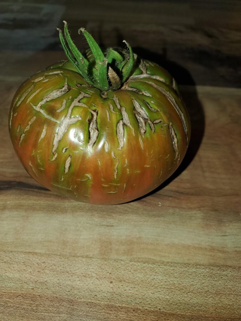 Tomato choices for next year