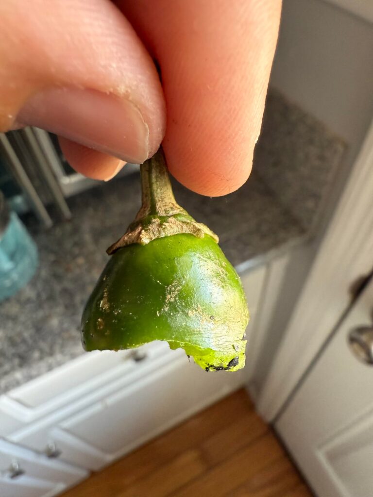 Why did a jalapeño whoop me? Why did a jalapeño whoop me?