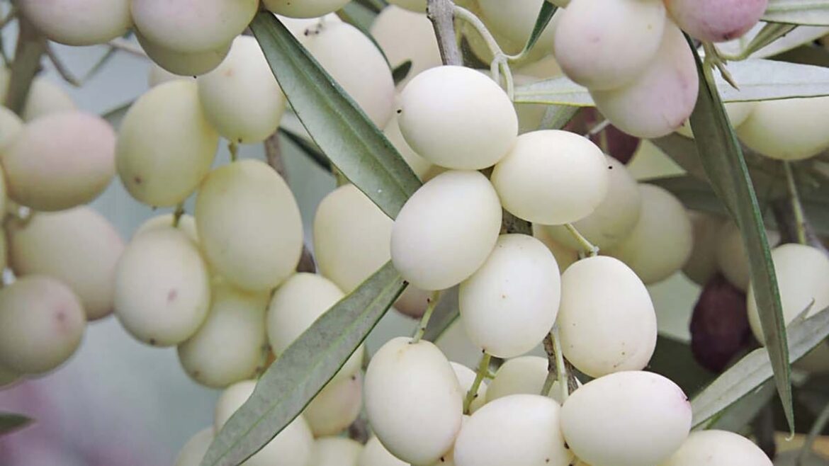 Calabria revives the tradition of the rare white olive The white olive Leucocarpa, a symbol of purity and peace, is gaining prominence in the cultural revitalization of Calabria