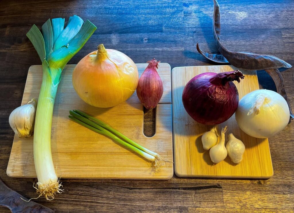 The “Onion Family Portrait” pt.2 The “Onion Family Portrait” pt.2