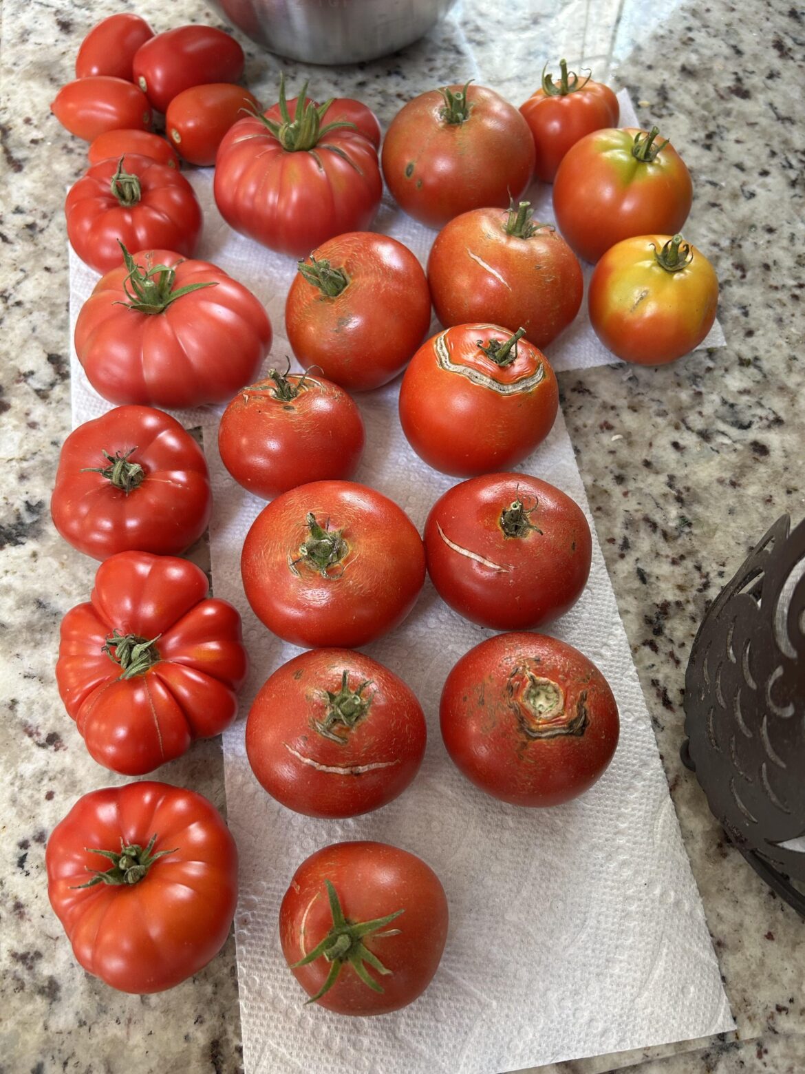 Home grown tomatoes