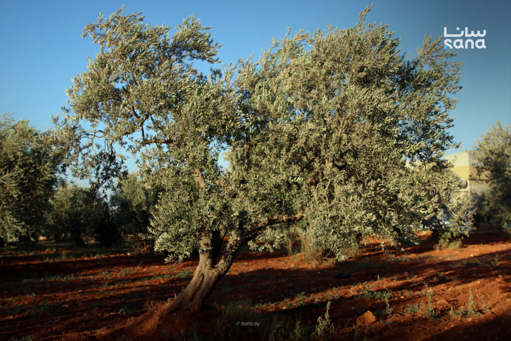 Olive production decline in Idleb due to rainfall shortage