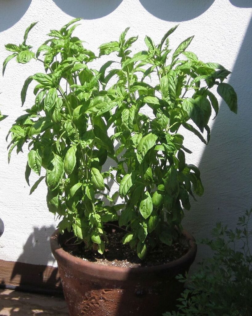 What’s For Dinner? v20.13 — Basil What's For Dinner? v20.13 -- Basil