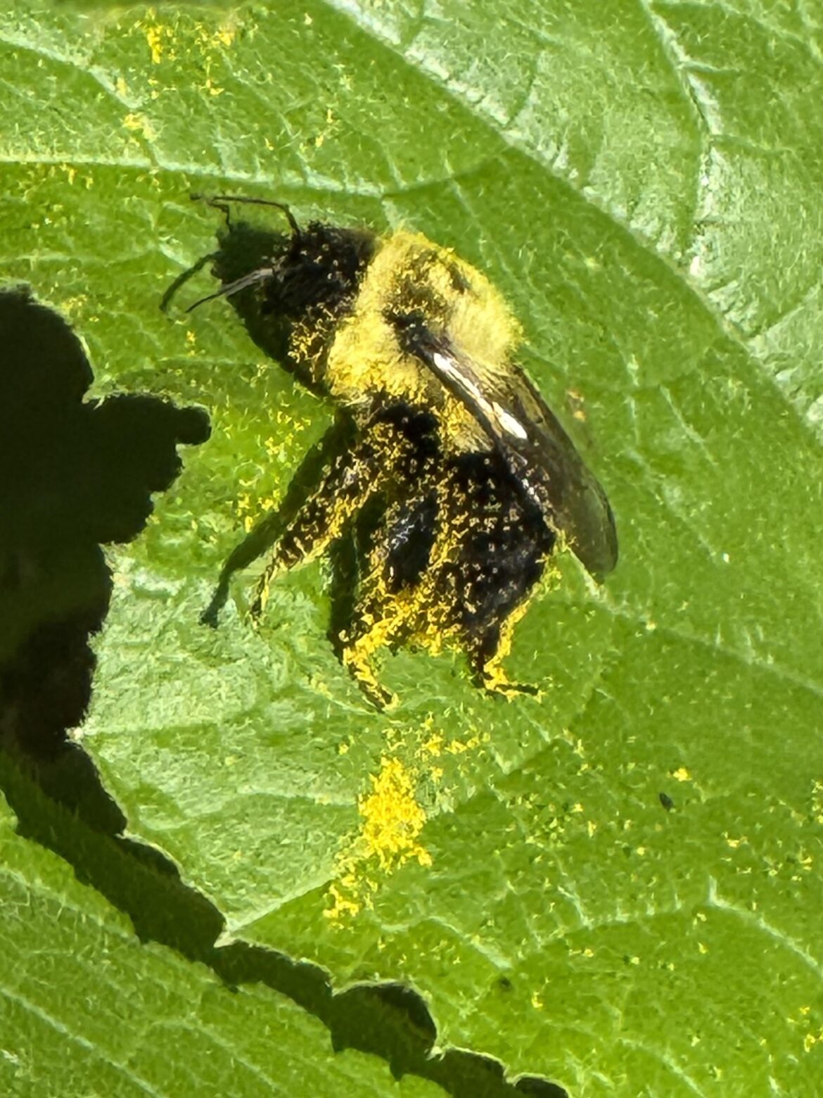 Bumblebee hanging out in my pumpkin patch after rolling in the pollen