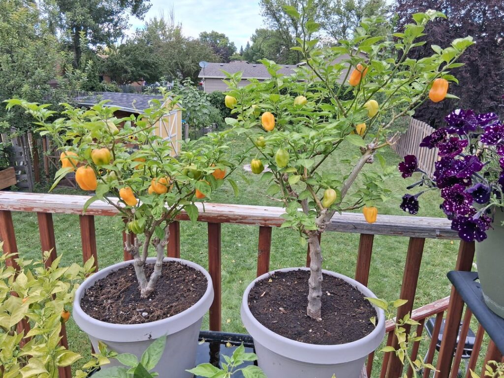 My 5 year old Golden Habeneros My 5 year old Golden Habeneros