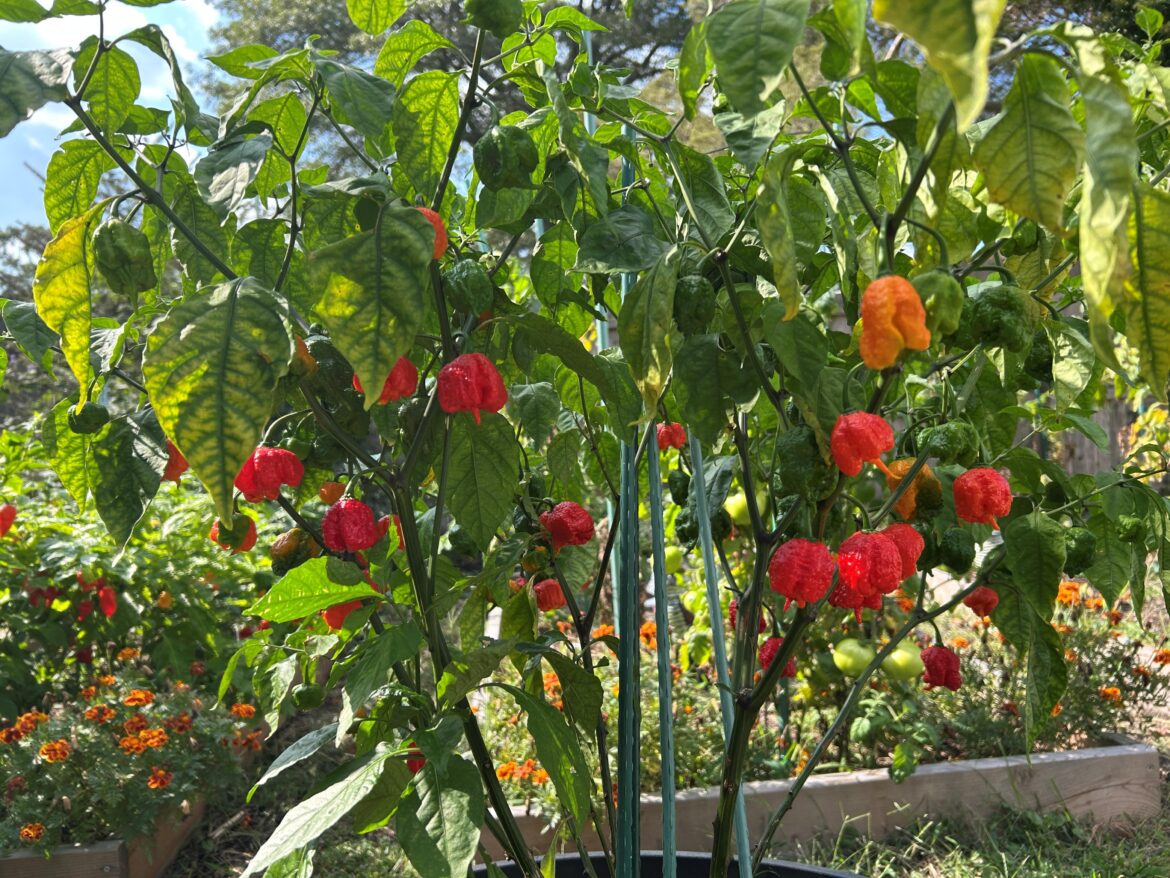 Carolina Reaper Starting to Light Up
