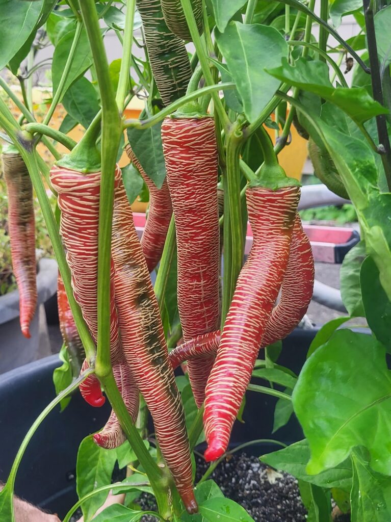 Anybody grow Rehza this year?