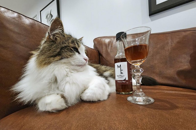 A cat relaxes on the sofa with a glass of Muttley's Estate "Purrno Noir," a non-alcoholic catnip-based wine for pets on May 15, 2025. (Photon via Kyodo)