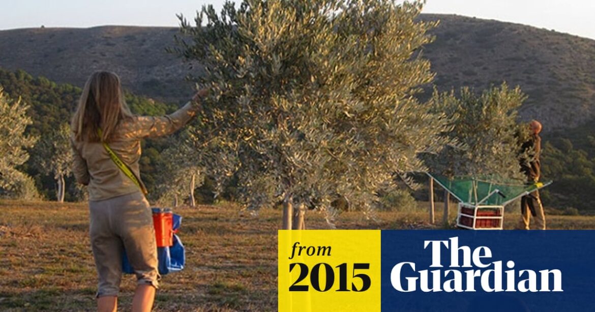 Extra virgin '100% real' olive oil goes on sale in UK | Food