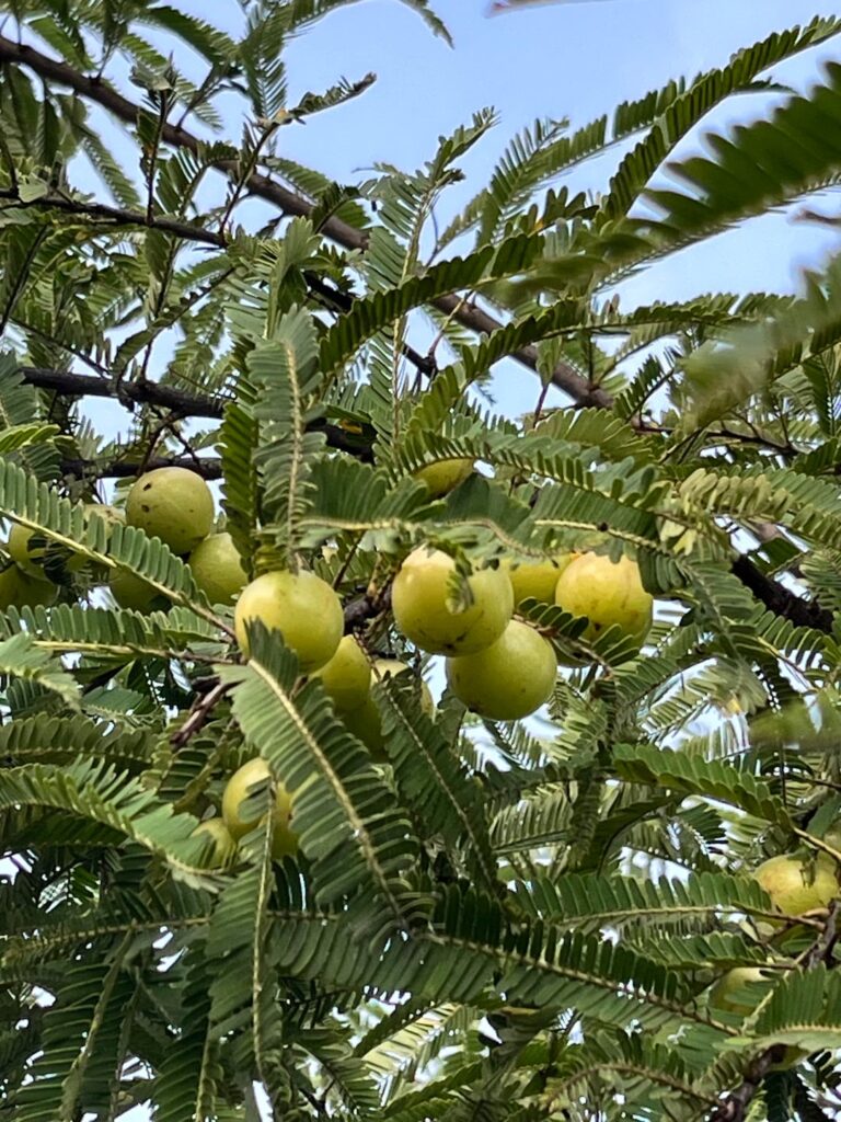 My In- laws veggie garden