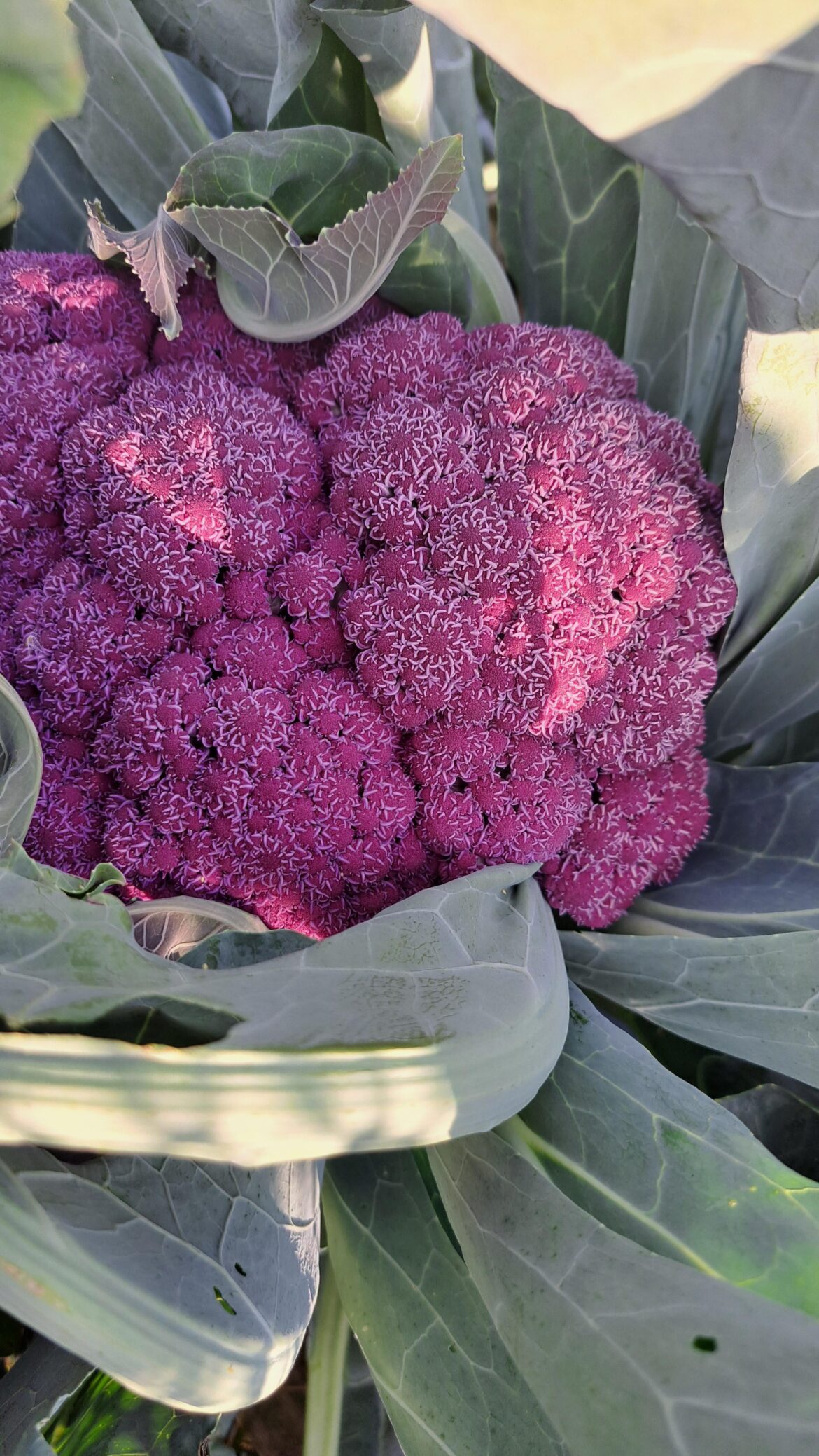Purple Cauliflower