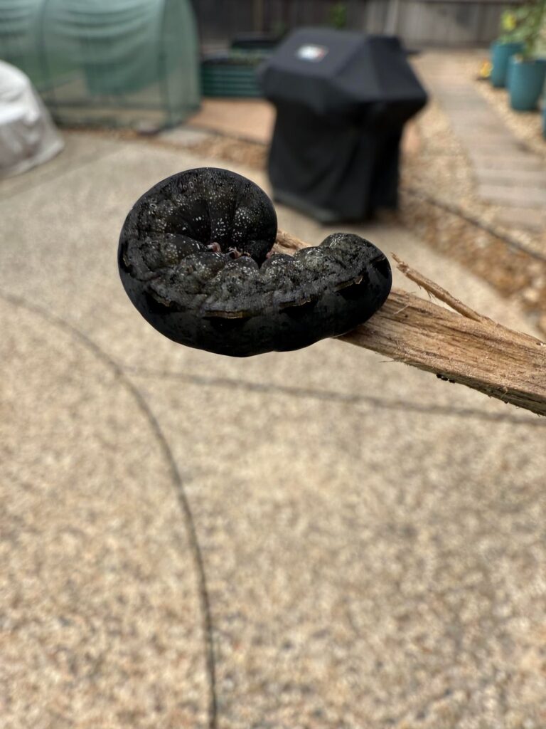 Look who I found munching away!